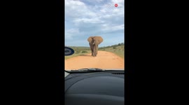 Travelers harmonize with South Africa's elephants on a self-drive expedition.