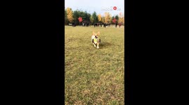 Puppy panache: Visual feast of a dog embracing the Halloween spirit