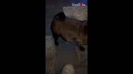 'One Windy Pug!' - Doggo transforms into a 'fart-cushion' after eating beef