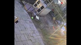 Unaware doggos 'head' for disaster under the assumption that playtime is forever
