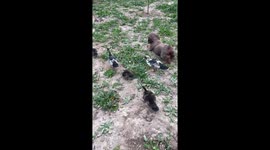 Pup Crawls Alongside Waddling Ducks