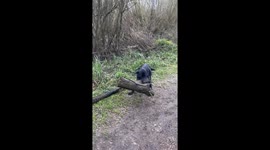 Tenacious pooch takes charge: Doggo seen carrying heavy log in Reading, Berkshire