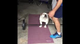 Strong paws: Bulldog joins owner's workout session in Massapequa