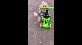 Toy poodle expertly rides scooter