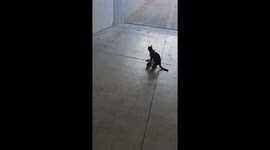 Kitten Rides a Skateboard