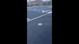 Chicken Uses a Crosswalk