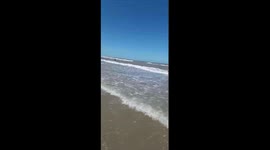 Elephant seal causes panic as it swims ashore in Argentina