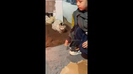 Chinese Child Kindles Fire to Warm Shivering Stray Cat