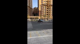 Tranquil Scene in China as Young Man Rides Ox Through Bustling Streets
