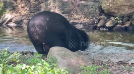 Black bear cools off as temperatures reach 40C in Thailand