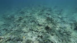 Ancient coral reef seen flourishing in Florida
