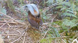 Albert's Lyrebird seen performing exotic mating dance in Australia