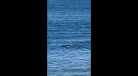 Playful seal joins lucky swimmers by jumping in and out of water right next to them