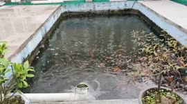 Fish almost swung out of pool as Taiwan earthquake felt in east China