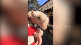 Cute dog becomes accidental celebrity - with thousands of followers around the world