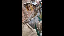 Leopard injures 5 before being captured by authorities in north India
