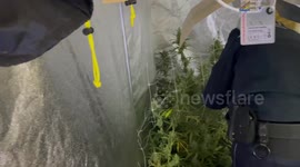 Customs dismantle illegal cannabis plantation with nearly 100 plants