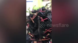 Mother curls girl's hair using leaf stalks of cassava