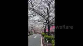 Japan: Cherry Blossoms Begin To Douse Tokyo In Pink 3
