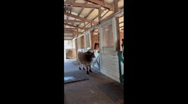 Rescued steer makes nightly bid for horse friendship but gets the cold shoulder