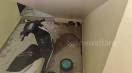 Leopard enters community centre in northern India, rescued