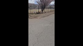 Chickens Hitch a Ride on the Backs of Pigs
