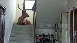 Sambar deer strays into residential area in Panna, India