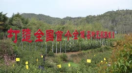 Merchants drawn to origin of world-famous black tea as tea picking begins in China's Qimen