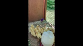 Purple chick terrifies its brothers and sisters