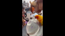 Pet bird sits with dogs while meeting Buddhist monk