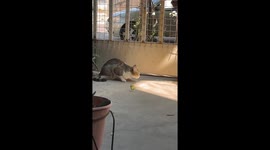 Praying Mantis Picks a Fight With Kitty