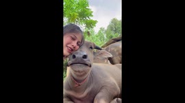 Buffalo looks at peace cosying up with cute girl