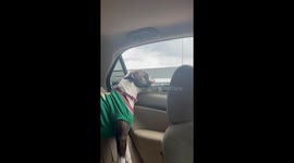Boxer Dog Jowls Flapping in the Wind