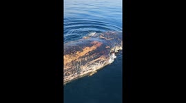 Great White Feasts on Whale Carcass Off Florida Coast