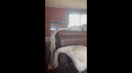 Farm Animal Friends Play Peekaboo