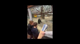 Chimpanzees Keep Checking Out Prosthetic Leg