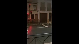 Greyhound Waits at Red Light