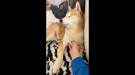Blind Shiba Inu Wants All the Pets