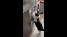 Cat Helps Itself to Water Dispenser