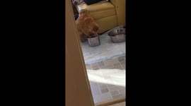 Clumsy Orange Cat Creates Chaos With Water Fountain