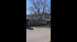 Keeping an eye on her kids, Beatrice the rottweiler is caught peeping over the 8foot fence