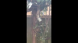 Clever squirrel outwits hanging bucket to grab treat