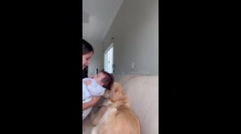 Baby Prefers the Dog's Lap to the Mother's