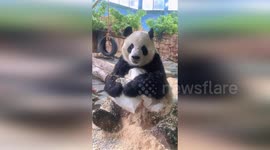 Giant panda gives zookeeper puppy-eyes after tearing pillow apart