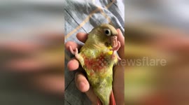 Parrot takes hours to recover after suffering electric shock while chewing wires