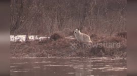 Rescue team use sausages and dinghy to save stranded dog
