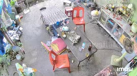 Dramatic moment woman dodges cobra lurking on her patio