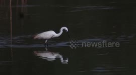 The little egret (Egretta garzetta) in Indonesia
