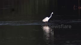 The little egret (Egretta garzetta) in Indonesia