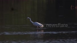 The little egret (Egretta garzetta) in Indonesia